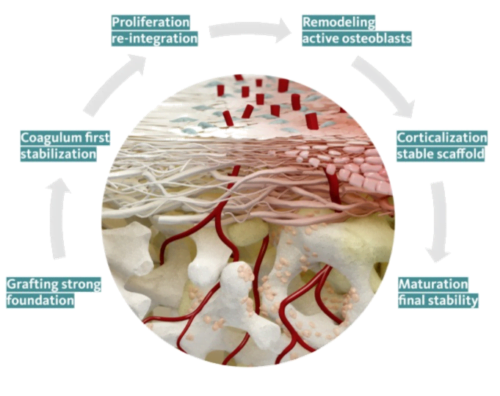 from grafting to maturation
